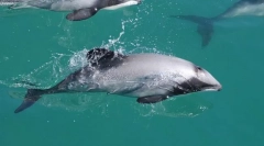 Атлантичний білий дельфін